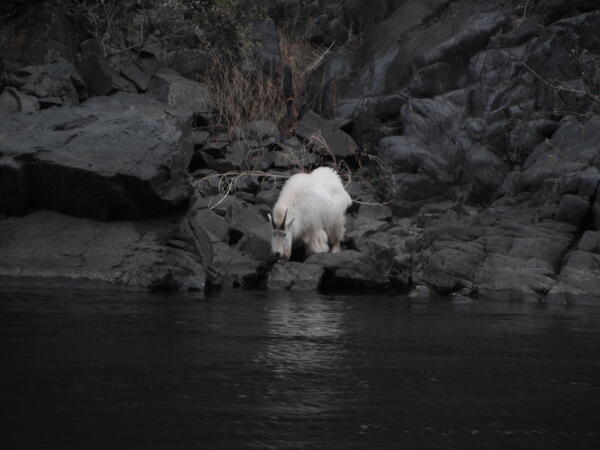  mountain goat in the upper reach Snake River below Hells Canyon dam and Seven Devils mountains drinking water