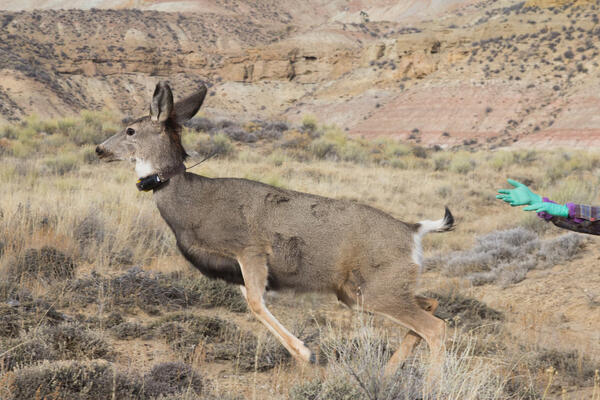 Collared mule deer