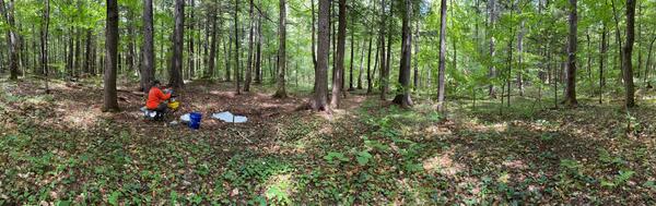 A panoramic image of someone in a bright red shirt taking soil samples in a forest. 