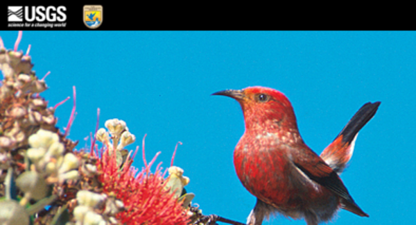 Logo of USGS and USFWS featured on black banner on a photo of bright red bird with blue sky background