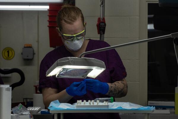 USGS scientist holds a tube with a skin swab from a salamander.