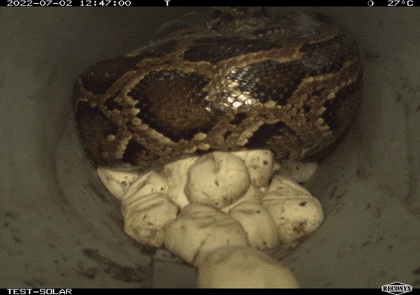 a large snake shivers and yawns on top of a her eggs inside of a pipe