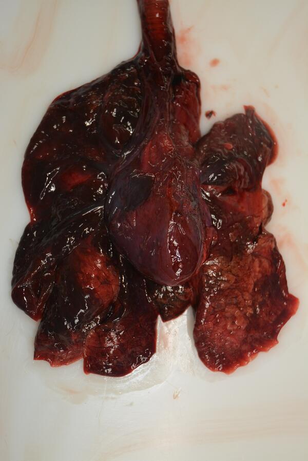 Emaciation with serous atrophy of fat in a Northern Sea Otter 