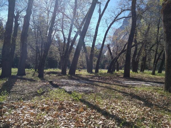 OAK GROVE AND FALLEN LEAVES ON A SUNNY DAY