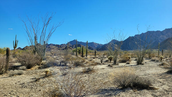 Low desert with shrubs, ocotillos, saguaros and mountains in the distance at Cabeza Prieta National Wildlife Refuge