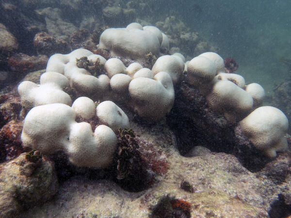 Orbicella annularis bleaching during 2026 marine heatwave in the Florida Keys