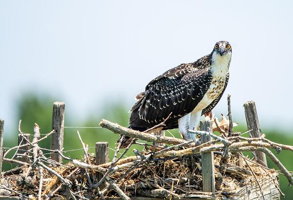 An osprey nestling, white, brown and black bird with yellow eyes sits on a nest made of sticks