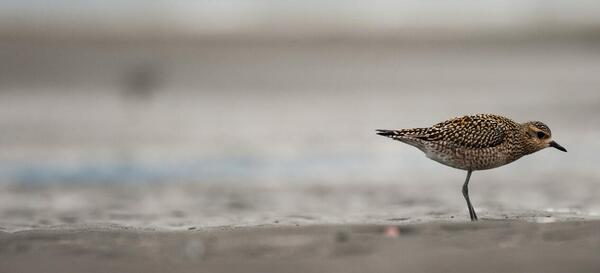 Image of Pacific Golden-Plover