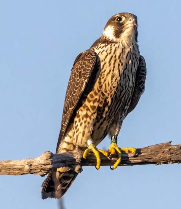 A Peregrine Falcon (band# 1266-00837, color marker 87/BU Silver on Black/Green) sitting on a branch. Plymouth County, MA.