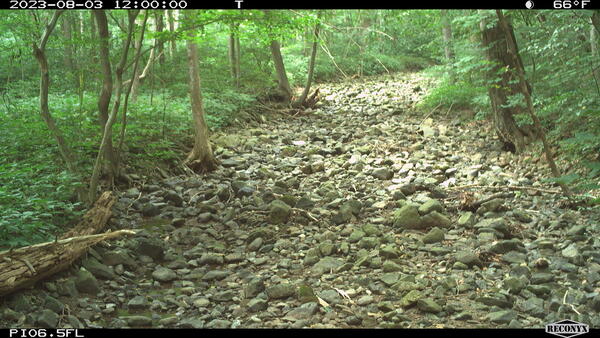 A small dry streambed in a wooded area