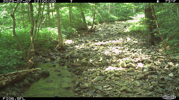 A woodland stream bed with isolated pools