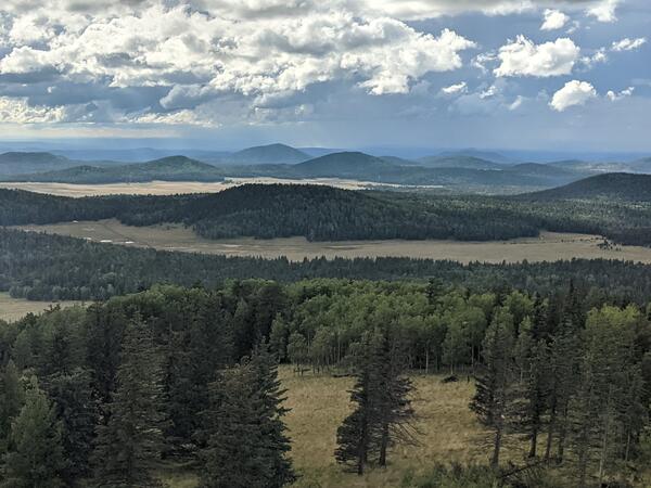 landscape with forested hills and grassy meadows under a cloudy sky; pine trees in foreground