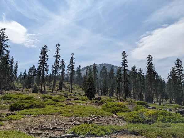 A gray, tree-covered hill – the cinder cone that makes up the “nest” of Goosenest volcano – rises behind a gently upward-sloping landscape of tall dark green pine trees and low light green bushes. Fluffy and streaky white clouds paint a blue sky.