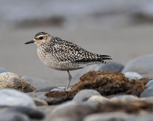Pacific Golden-Plover