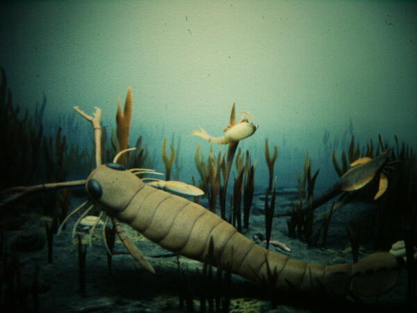 An underwater diorama scene showing several prehistoric aquatic arthropod‑like creatures.