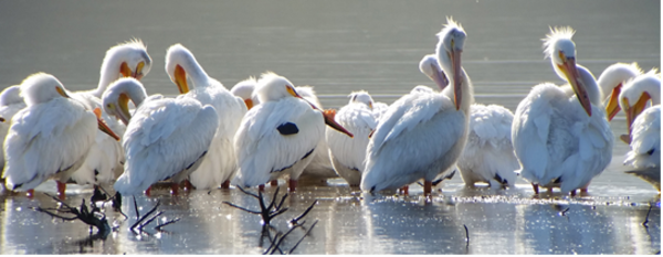 White pelicans