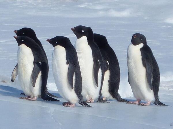 group of black and white Adélie penguins standing on sea ice