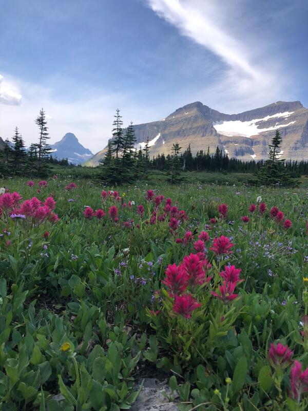 A picture of Glacier National Park with native plants, including Indian paintbrushes in the foreground