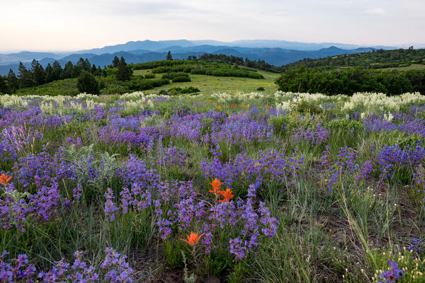 A scenic landscape with purple wildflowers in the foreground, mountains in the background