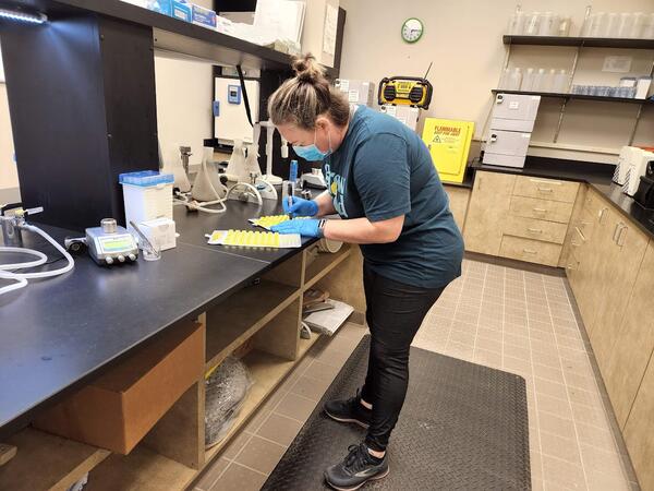 A UHU Hydrologic Technician analyzes a processed bacteria sample, this process quantifies coliforms of Escherichia coli (E. c