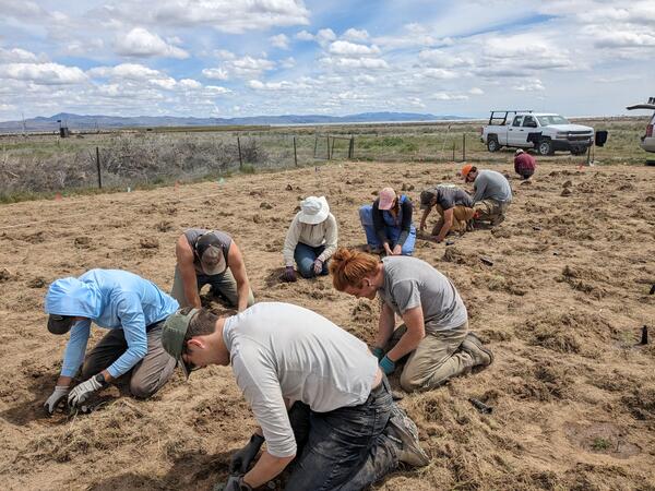 A group of 9 USGS workers sit on the ground to dig small holes and plant rubber rabbitbrush seedlings