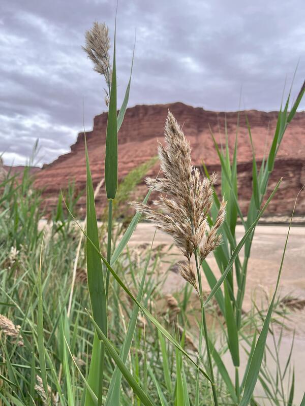 A flowering head of non-native Phragmites australis ssp. australis (common reed) at the Paria Beach