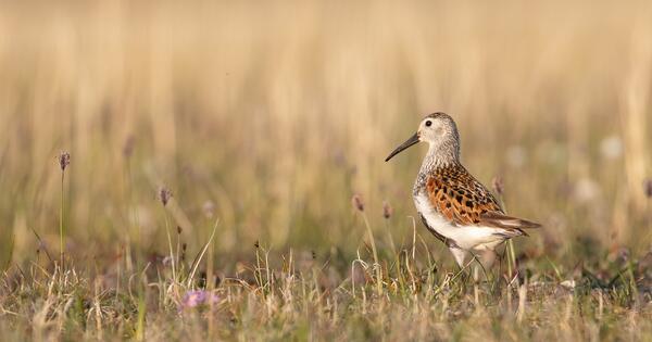 Dunlin shorebird in northern alaska