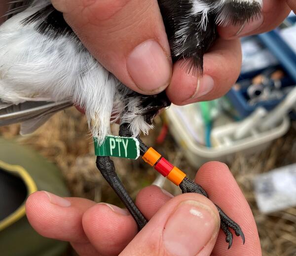 Researcher attaches a bird band to track the movement patterns of Dunlin shorebirds in northern Alaska