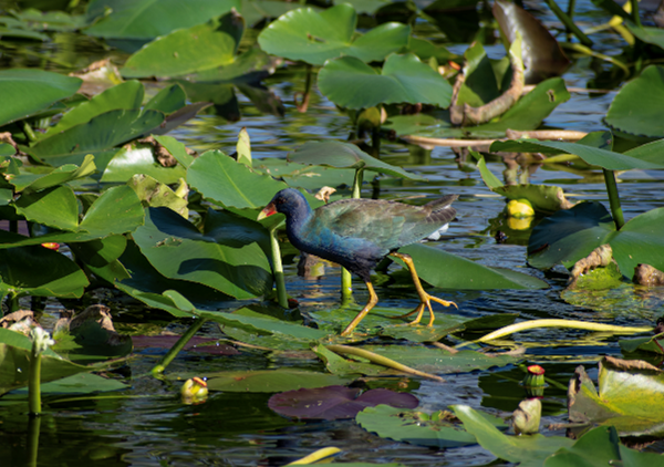 A combination of blues, green, and purples the Purple Gallinule displays a flamboynat array 0f feathers. This small wading bird balances itself on lilypads as it tries to navigate through the Wet Prairie ecosystem.