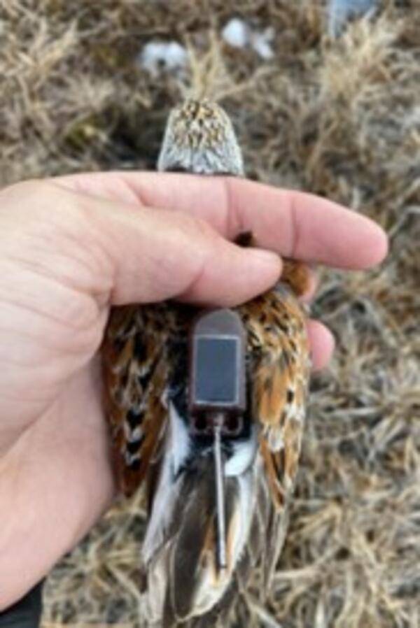 Dunlin shorebird with a GPS tracking device