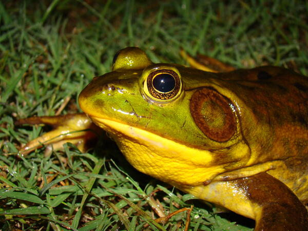 A frog staring at the camera