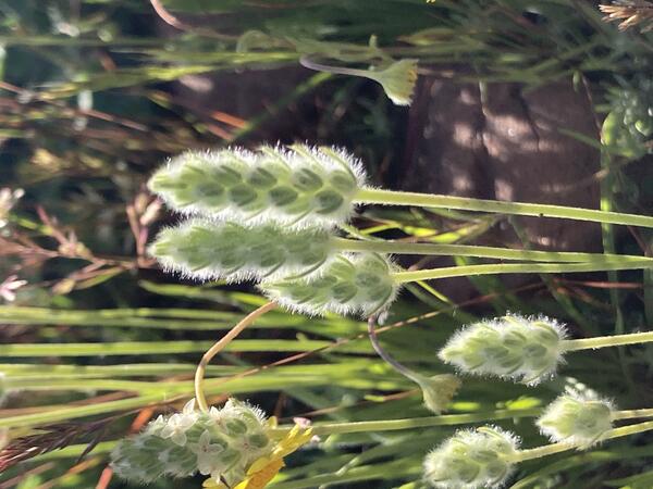 Woolly plantain (Plantago patagonica)