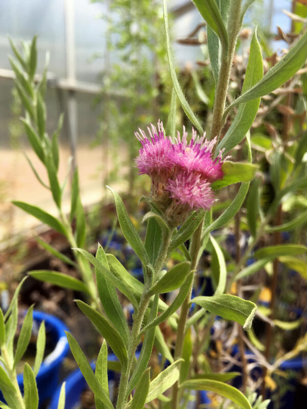 A flowering Arrowweed plant with a few clusters of pink flowers and stalks with thin, sage-green slightly fuzzy leaves