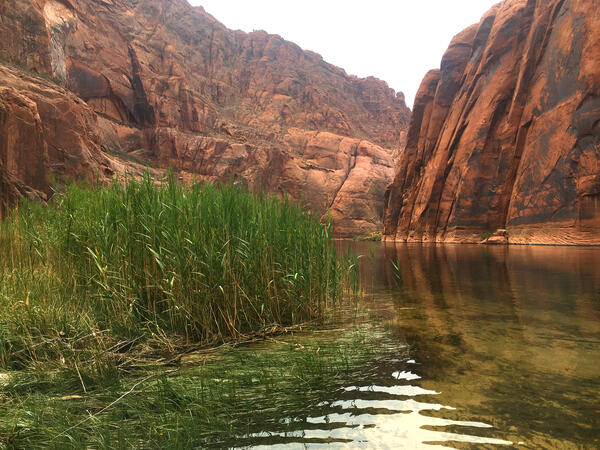 Talls reeds on the bank are inundated by the Colorado River in Grand Canyon, with red canyon walls in the background