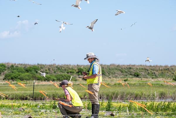 Two scientists in hats and bright green safety vests survey white birds flying around them.