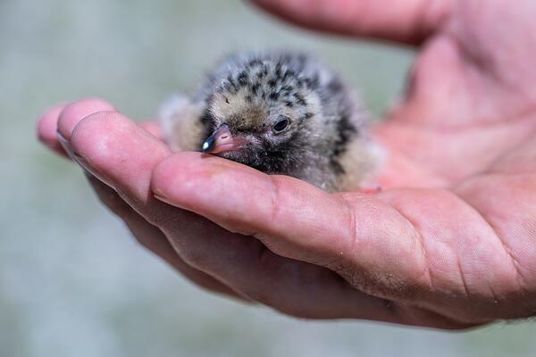 A small fluffy light brown chick with dark speckles is held in hand. 