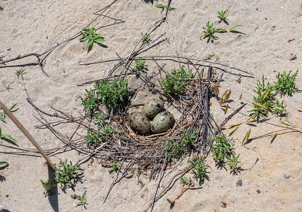 Three light brown eggs with dark brown  sit on a shallow nest of scrub and sand.
