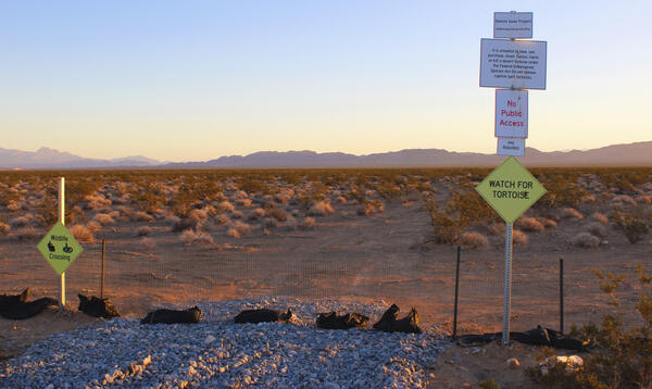 Watch for wildlife signs at the Gemini Solar Project site before construction