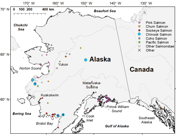 Map of Alaska with various colored dots showing locations of Pacific salmon carcasses 