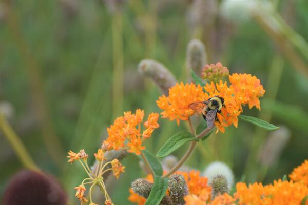 Rusty patched bumble bee