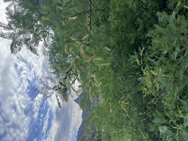 A close-up of green mesquite tree foliage with the Colorado River and Diamond Peak in the distance