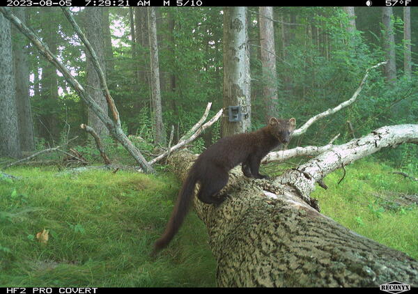 Fisher spotted on a trail camera