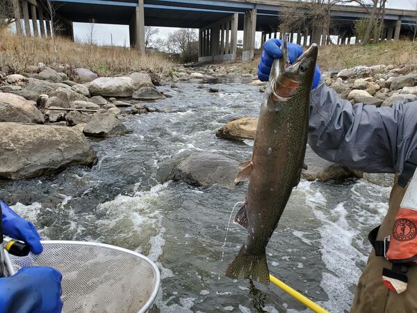 A milting rainbow trout held up by scientist after being caught through electrofishing