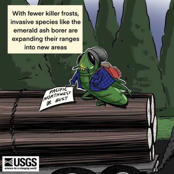 A cartoon of an emerald ash borer attempting to hitch-hike to the Pacific Northwest. 