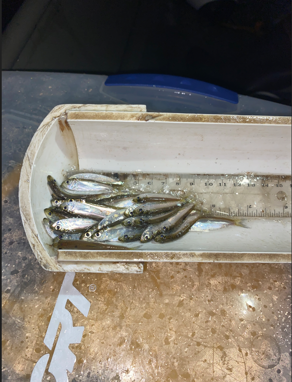 River herring in a measuring device