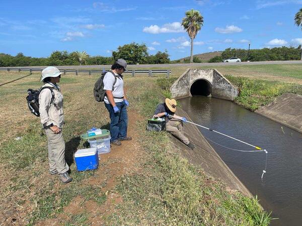 Graduate students are sampling invasive walking catfish in Tennessee