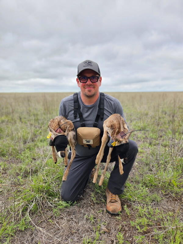 Researcher is tagging pronghorn fawn