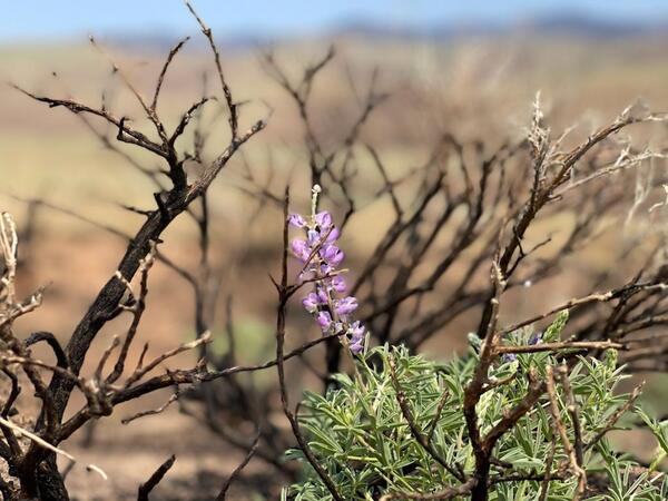 Purple wildflowers growing after a fire near Red Lodge, Montana