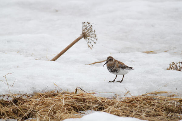 Pribilof Rock Sandpiper on snow covered ground with seed head popping out of snow and brown vegetation from last year. 