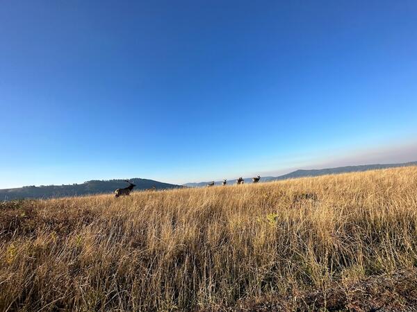 animals in grass on hill